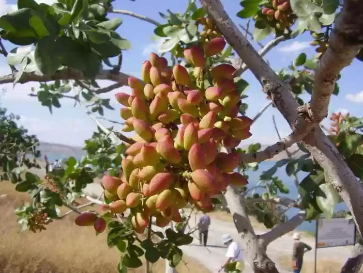 Pistachio Seeds
