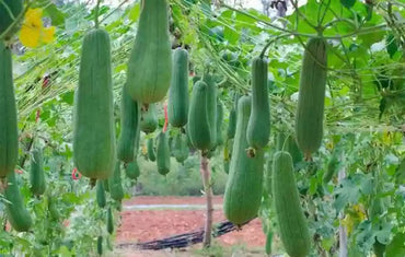 Luffa Flower Seeds for Planting - 100Heirloom Non-GMO Luffa Flower Seeds for Planting – Versatile Garden Blooms & Sponges