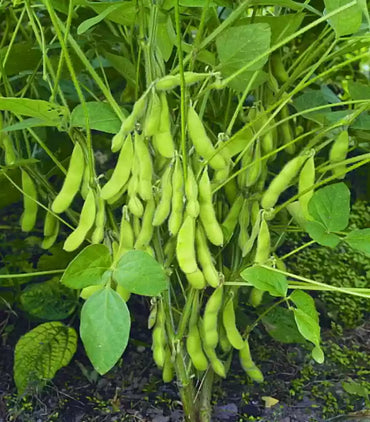 Soybean