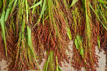 Red Broom Corn – Broom Corn Seed