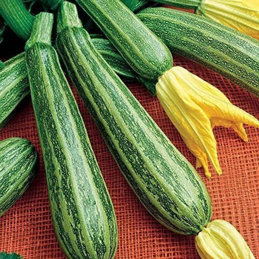 Pantheon – Film-Coated Zucchini Squash Seed