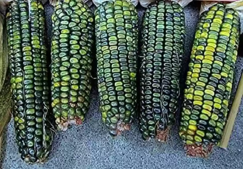 Corn, Maize- Oaxacan Green