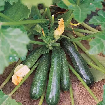 Squash Long Green Vegetable Seeds