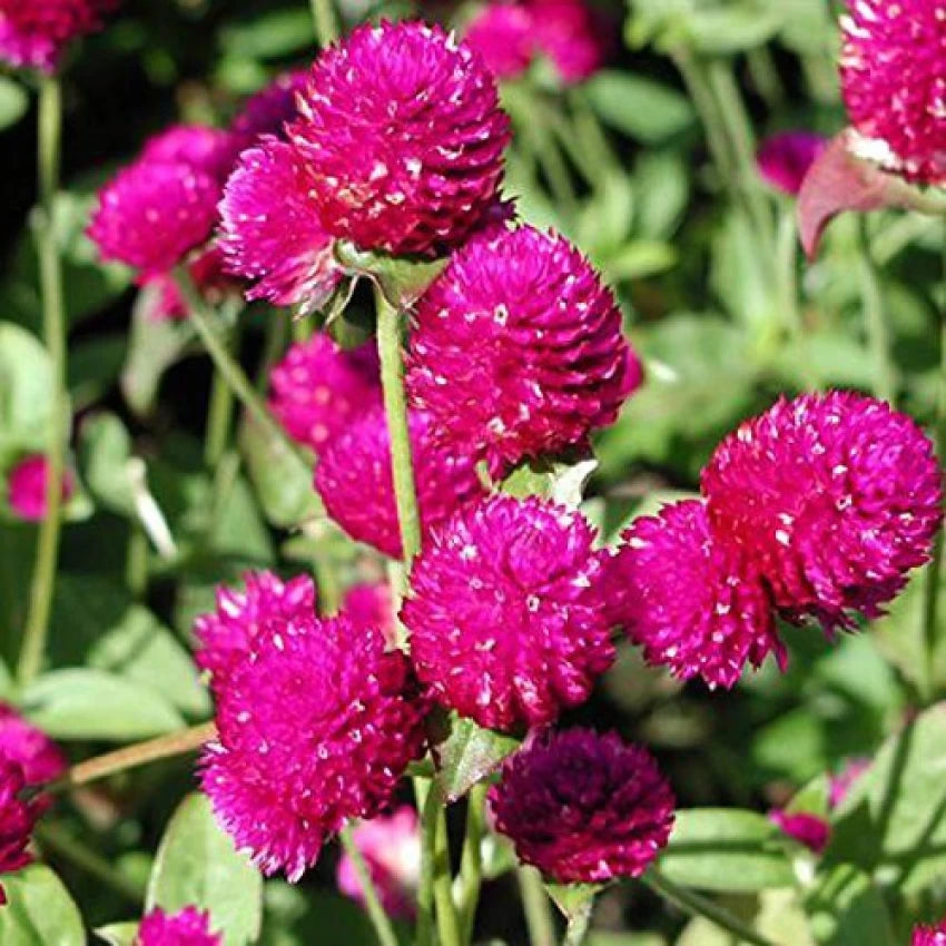 QIS? Carmine – Gomphrena Seed