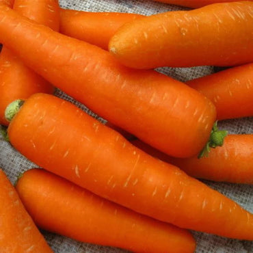 Carrot Nantes Organic Vegetable Seeds