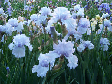 Chinook Winds Bearded Iris Seeds