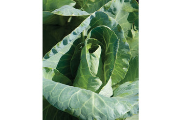Caraflex – Organic Cabbage Seed