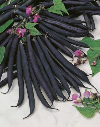 Dwarf Beans Purple Queen Vegetable Seeds