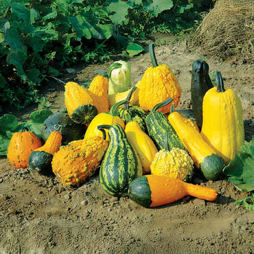 Harrowsmith Select – Organic Gourd Seed