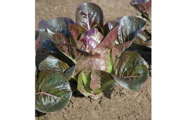 Breen – Organic Lettuce Seed