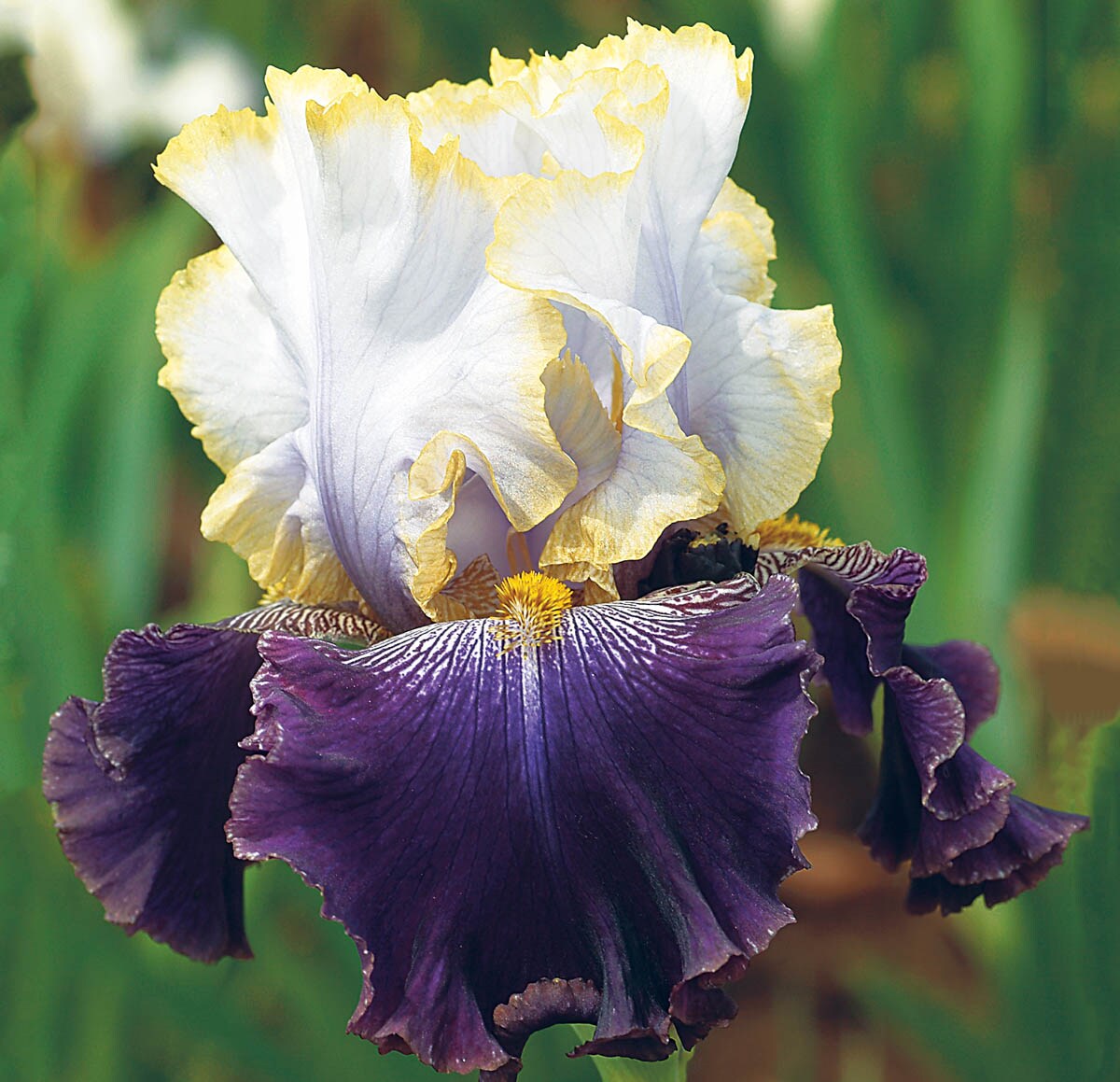 Slovak Prince Bearded Iris Seeds