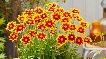 Solar Jewel Coreopsis