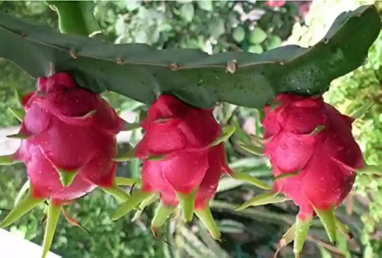Dragon Fruit Seeds