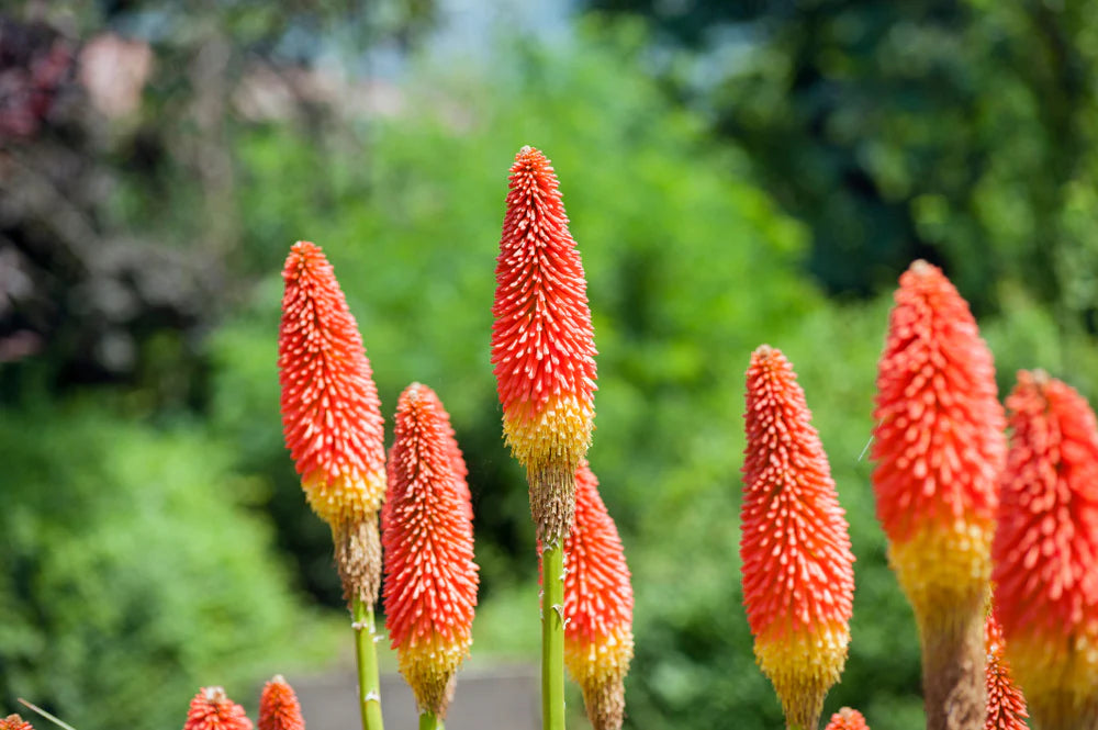 Red Hot Poker