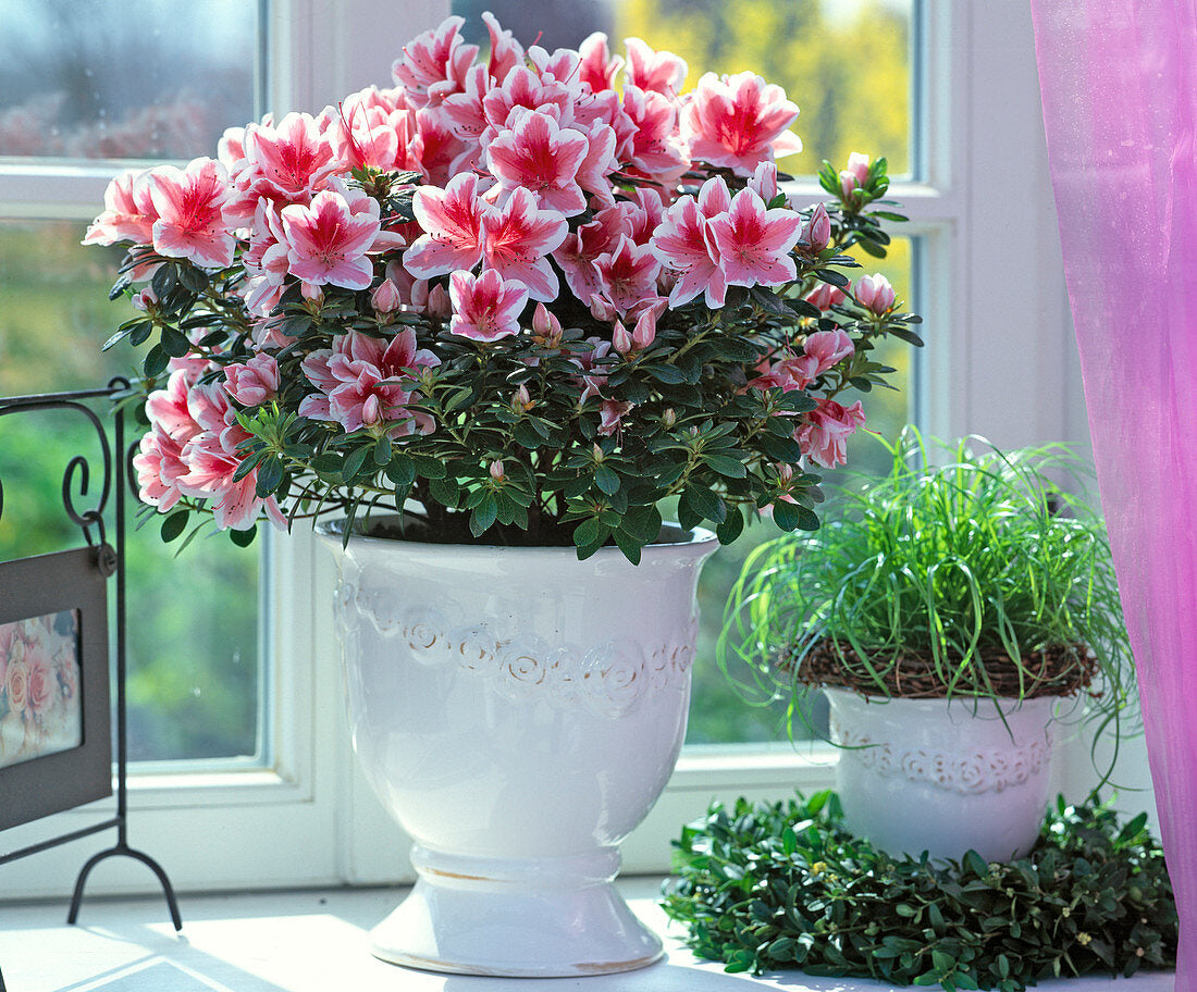 Deciduous Azalea Seeds