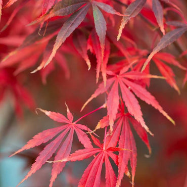 Maroon Suminagashi Plant Seeds – Heirloom Non-GMO Japanese Peony Seeds for Striking Garden Blooms