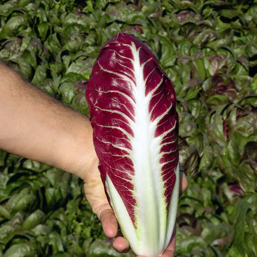Fiero – Radicchio Seed