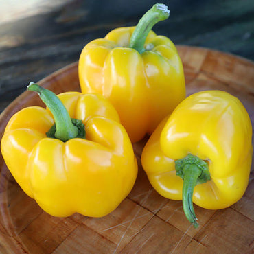 SVPB8415 – Bell Pepper Seed