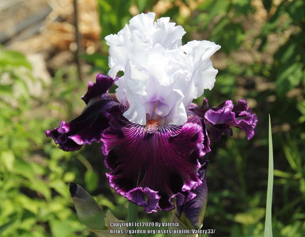 Daring Deception Bearded Iris