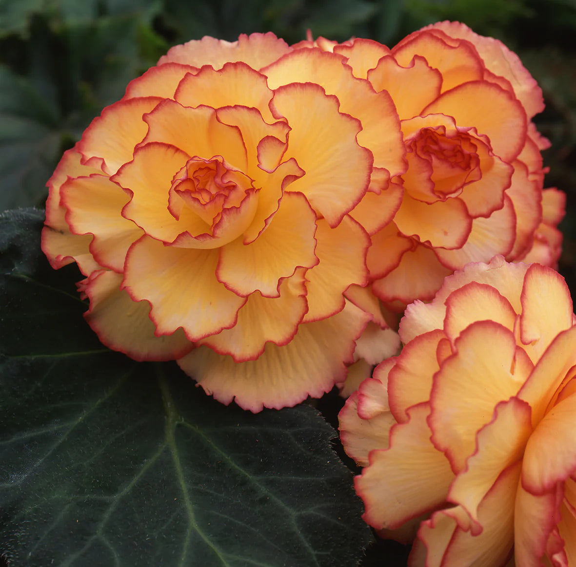 Prima Donna Begonia Yellow with Red Picotee