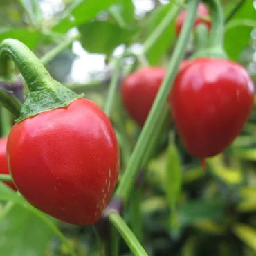 Chilli Hybrid Red Pearl Queen Vegetable Seeds