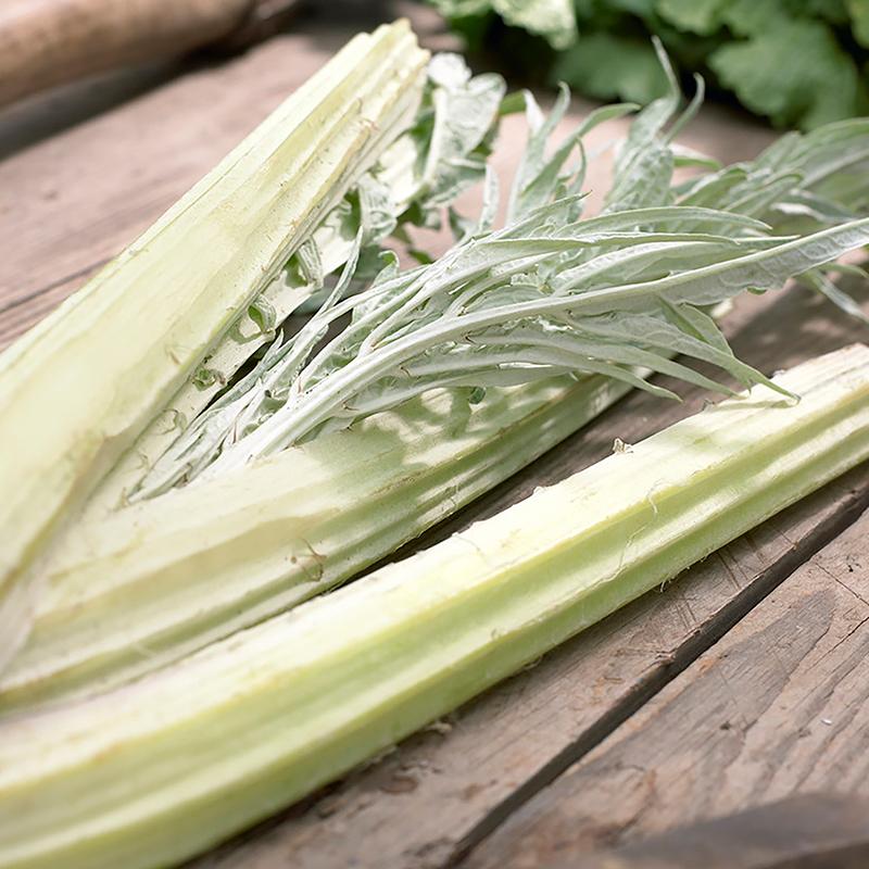 Porto Spineless – Cardoon Seed