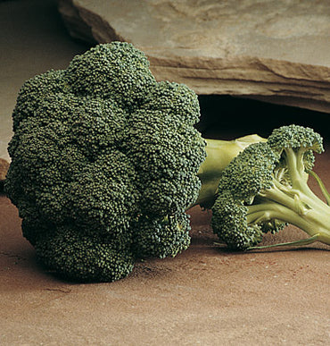 Diplomat – Broccoli Seed