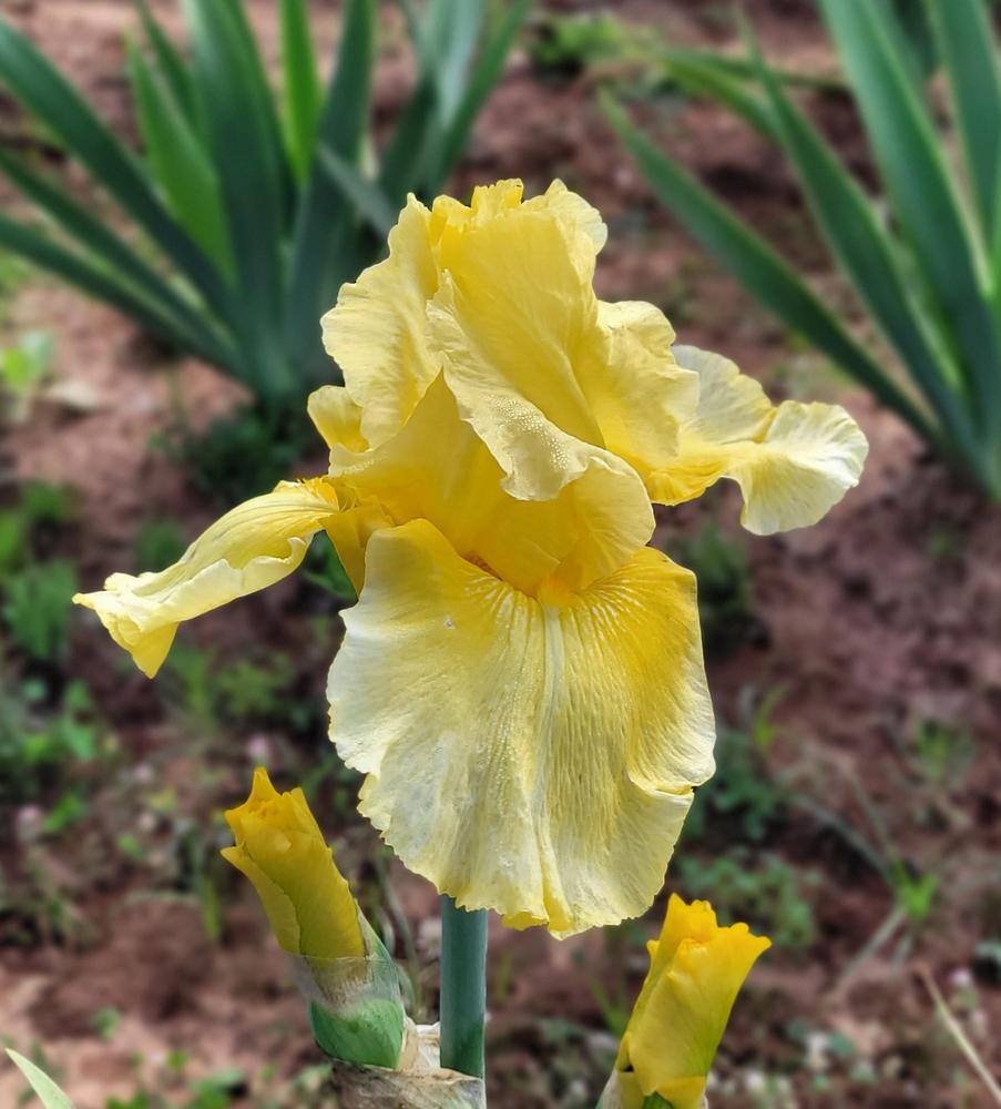 Pleasant Peasant Reblooming Bearded Iris