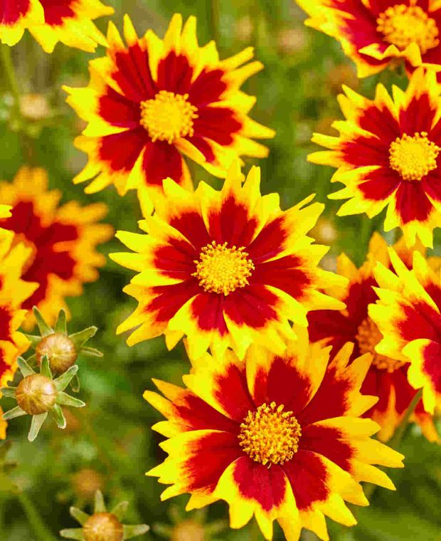 Solar Jewel Coreopsis
