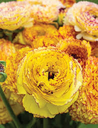 Ranunculus- Elegance Giallo Striato 164B