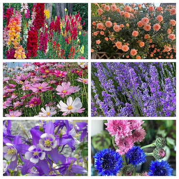 Sea of Flowers Mixed Seeds
