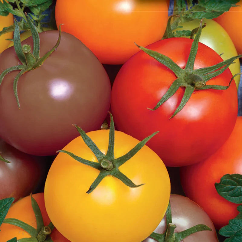 Heirloom Mixed Tomato Vegetable Seeds for Planting - Non-GMO Garden Seeds