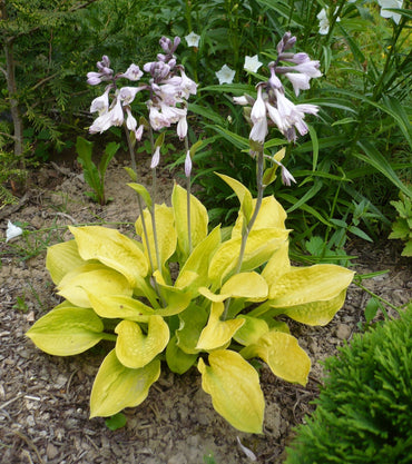 Glad Rags Hosta