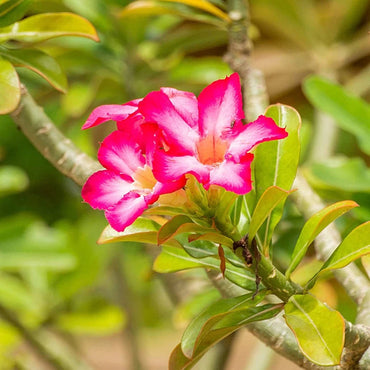 Adenium Flower Seeds for Planting - 100