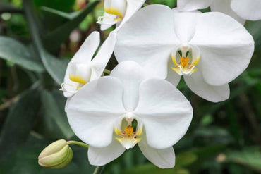 Orchid Flower Seed for Planting 100
