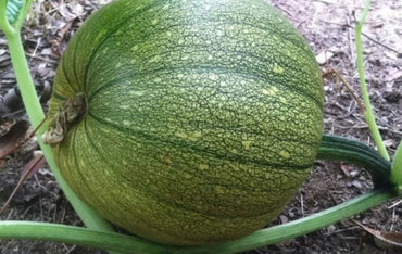 Jack-o’-lantern Pumpkin Vegetable Seeds for Planting – Heirloom, Non-GMO, Perfect for Halloween