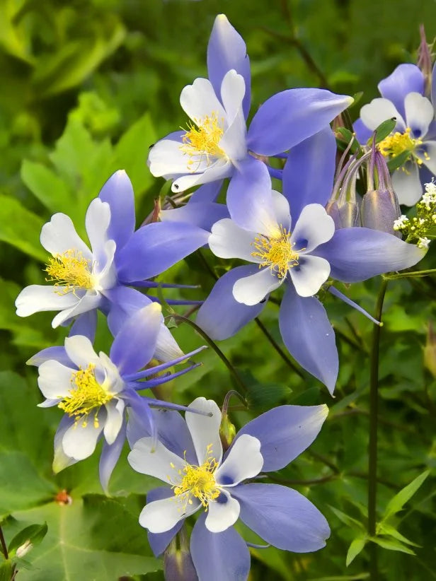 Heirloom Aquilegia Flower Seeds, Non-GMO Columbine Blooms for Colorful Garden Planting