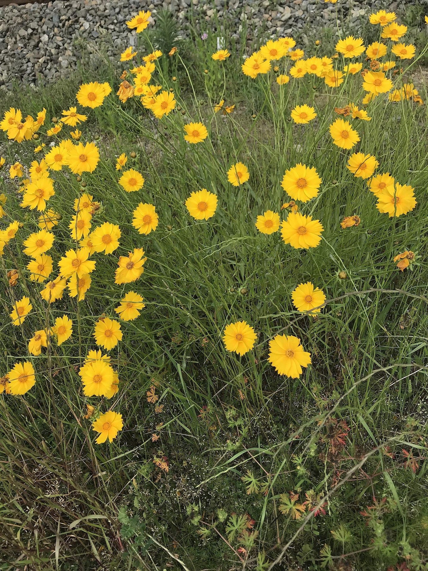 Coreopsis- Mayfield Giants