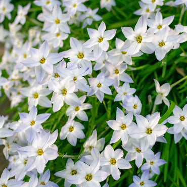 Spring Star- White