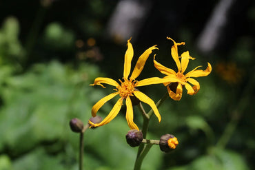 Heirloom Ligularia Dentata Flower Seeds, Non-GMO Bold Foliage and Blooms for Shaded Garden Planting