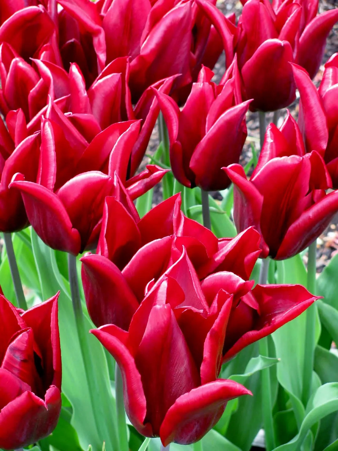 Lasting Love Tulip Seeds