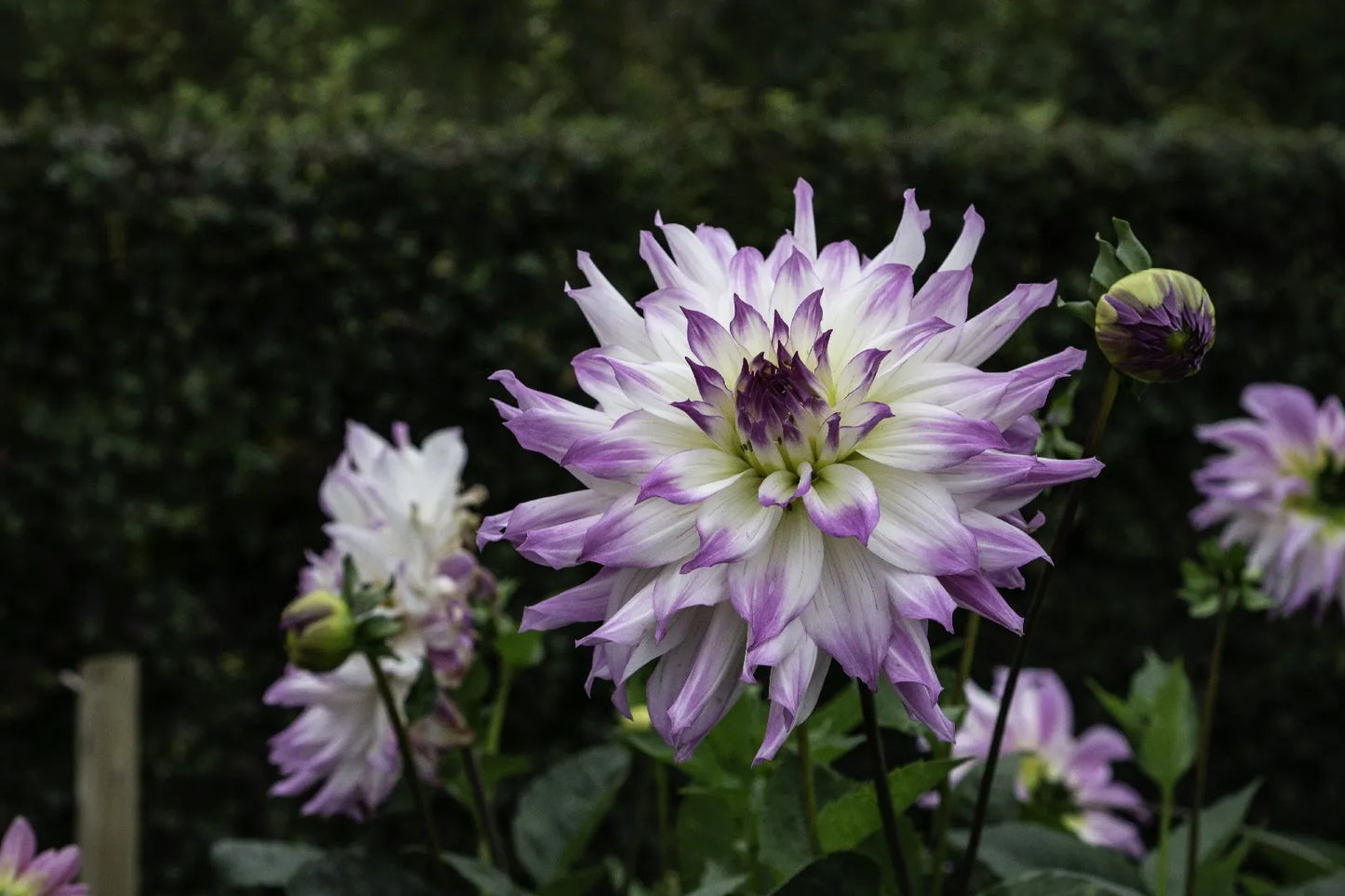 Crazy Love Dahlia