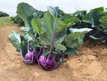 Kolibri – Organic Kohlrabi Seed
