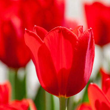 Red Dynasty Tulip Seeds