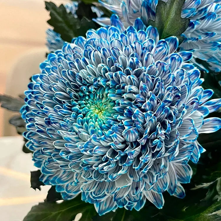 Peony Chrysanthemum Flower Seeds