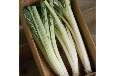 Porto Spineless – Cardoon Seed