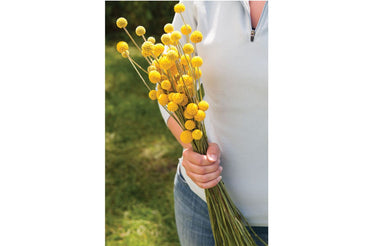 Sun Ball – Organic Craspedia Seed