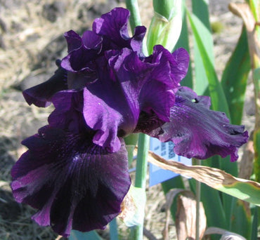 Ozark Rebounder Reblooming Bearded Iris