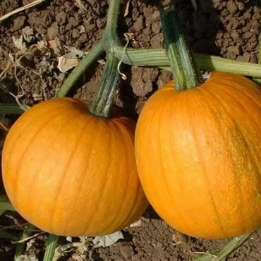 Howden – Pumpkin Seed