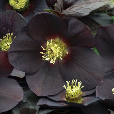 Dark and Handsome Double Hellebore